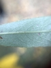 Leaf underside in October in Segovia, Spain