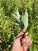 Leaf underside in September in Sagadahoc County, Maine