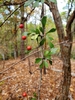 Leaves and Berries in October in Alabama