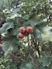 Berries & Leaves in September in Beijing, China