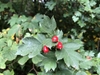 Leaves and berries in September in Switzerland