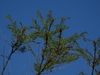 Leaves & Branches in September in La Pampa Province, Argentina