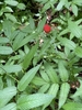 Leaves and fruit in August in Chester County, Pennsylvania
