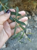 Leaves and stem in August in Sevastopol, Ukraine