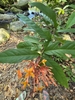 Leaves and stem in February in Ko Samui District< Thailand