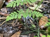 frond.