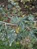 Leaves and stem in November in Croydon County, United Kingdom