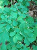 Leaves and stem in August in Mokshanskiy Rayon, Russia