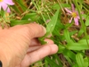 Leaves underside in August in Anne Arundel County, Maryland