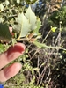 Leaves underside in November in Nevada County, California
