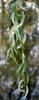 Leaves in April .