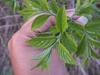 Young leaves in April in Qingdao, China