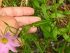 Leaves in August in Anne Arundel County, Maryland