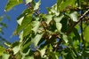 Leafy branch with immature green berries