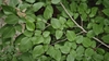 Leaves & Branches - June - Licheng Dist., CN