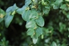 Leaves closeup in September in Delaware County, Pennsylvania