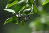Leaves in July in Huangshan in China