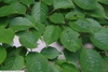 Leaves in July in Oakdale, New York