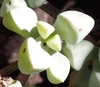 Leaves in June in West Coast County in South Africa