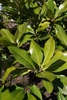 Leaves in March