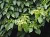 Leaves in May in Zhejiang, China