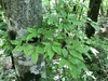 Leaves in May in Ehime, Japan
