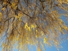 Leaves in November in Hockenheim, Germany
