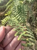 Leaves in November in Honolulu County, Hawaii