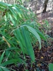 Leaves/Stem in November in Lombardia, Italy