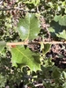 Leaves in November in Nevada County, California