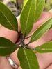 close-up of lanceolate leaves