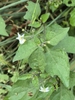 Green leaves & small white flowers in October in Catalunya, ESP