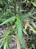 Leaves in October in Central and West District, Hongkong