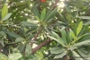 Leaves in October in Kerala, India