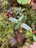 Leaves in October in Keweenaw County, Michigan