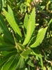 Leaves in October in Mendocino County, California
