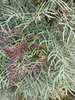 pinnate leaves in October in Victoria, Australia