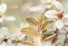 Leaves in October in Yunnan Province, China
