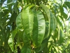 Leaves in September in Merrifield, Virginia