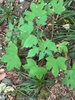 Leaves in September in Pocheon, South Korea