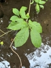 Leaves in September in Clackamas County, Oregon