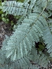 Leaves in September in San Antonio, Texas
