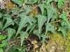 Arrow shaped variegated leaves in September in Taichung, Taiwan