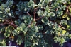 Foliage in August in Bethesda, Maryland