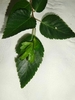 Leaves & Stem