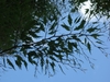 Leaves in August in Hof Garten, Wurzburg, Germany