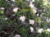 Leaves and flowers