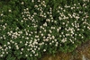 Form