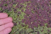 Duckweed and-Water fern