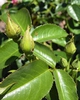 Bud and Leaf